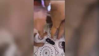 الراجل العنتيل جايب البنتين الاخوات المتناكين ومخليهم واقفين جنب بعض جنب السرير ومفلقسين سكس مصري  طيازهم بينيك في البنت دي شويه ودي شويه